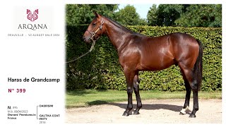 Arqana 202408 V2 sale  N° 399 M  Dabirsim présenté par le Haras de Grandcamp [upl. by Ymirej]