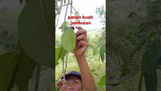 Panen buah Jambulan shorts [upl. by Petrina]