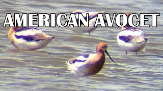 American Avocet at Hillman Marsh A Rare Sight [upl. by Aeniah]