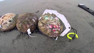 10 Inch Abalone Diving [upl. by Anaitsirhc]