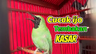 PANCINGAN EMOSI CUCAK IJO  Cukup putar video ini untuk ngecas cucak ijo malas bunyi cucakijo [upl. by Corella315]