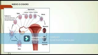 SEGMENTACION MORULA BLASTULA Y GASTRULA highlight [upl. by Allanson558]