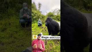 HUGE GORILLA gorilla wildlifeexperience wildlife animals bear gorillatag wildanimalshunting [upl. by Aineles]