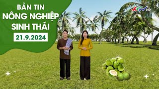 Đưa dừa trở thành cây công nghiệp chủ lực  BẢN TIN NÔNG NGHIỆP SINH THÁI 2192024 [upl. by Pendergast]