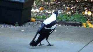 Magpie Singing  imitating Barking dog Siren and other birds [upl. by Berget855]