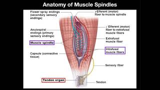 Anatomy amp Physiology of Muscle Spindles [upl. by Placeeda]