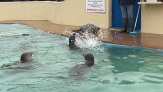 Feeding time with the baby seals at Natureland Seal Sanctuary Skegness 16417 [upl. by Trinidad]