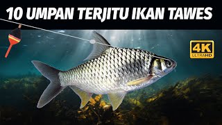 Cara paling mudah mancing ikan brek  Tawes sirip merah terbukti langsung strike ini umpannya [upl. by Hjerpe396]