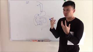 USMLE GIT 1 Embryology Anatomy and Gastrointestinal Ligaments [upl. by Ainaj486]