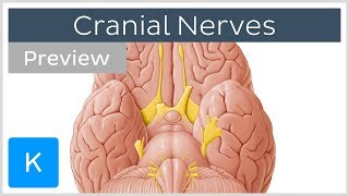 Cranial nerves list and functions preview  Human Anatomy  Kenhub [upl. by Repsac]