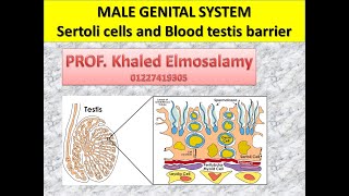 Histology of sertoli cell and blood testis barrier [upl. by Trebmer]