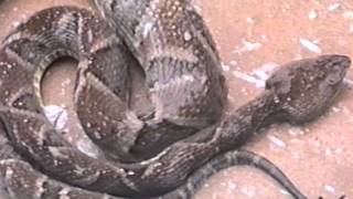 SNAKE BOTHROPS JARARACA VENOMOUS ANIMALS JARARACA DANGEROUS ANIMALS [upl. by Donal]