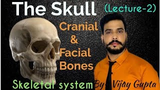 Human Skull Cranial amp Facial Bones [upl. by Nahk]