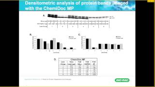 Reliable Quantification of Western Blot Data [upl. by Jobyna]