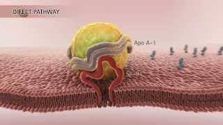 HDL amp Reverse Cholesterol Transport HD [upl. by Namajneb835]