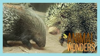 Our Two Porcupines Kemosabe amp Kizmit [upl. by Adnovoj]