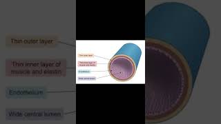 A level biology edexcel A Structure of a vein [upl. by Neelloc]