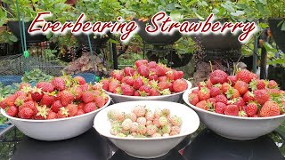 Everbearing Strawberry growing in pots zone 7a  Bountiful strawberry  NJ and TX Garden [upl. by Jamilla374]