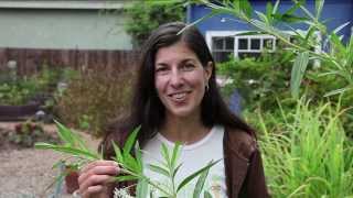 Growing Milkweed for Monarch Butterflies [upl. by Dirgni]