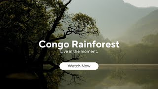 congo rainforest [upl. by Helli]