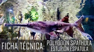 El esturión espátula Polyodon spathula Ficha Técnica [upl. by Maze21]