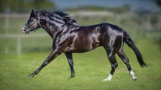 Nite Moves 2009 Black AQHA Stallion [upl. by Ariay334]