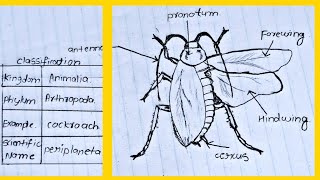 Classification of animals Phylum  Arthropod  Cockroach labelled diagram and classification [upl. by Ardnahc651]