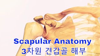 Scapular Anatomy 3차원 견갑골 해부 [upl. by Kathrine92]