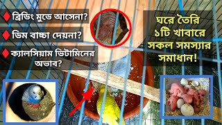 ঘরে তৈরি ১টি খাবারে বাজরিগার পাখির সকল সমস্যার সমাধান পাখির বিশেষ খাবার  বাজরিগার পাখি পালন পদ্ধতি [upl. by Yerd636]