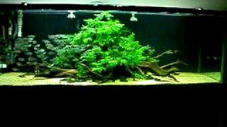 Aquascaping Moenkhausia costae in a 6 ft freshwater aquarium [upl. by Galvan]