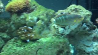 melanurus wrasse swimming around [upl. by Anidal939]