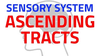 SENSORY TRACTS  ASCENDING TRACTS  CNS PHYSIOLOGY  NEUROPHYSIOLOGY [upl. by Danete]