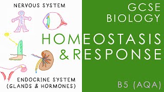 HOMEOSTASIS amp RESPONSE  GCSE Biology AQA Topic B5 [upl. by Eimilb]