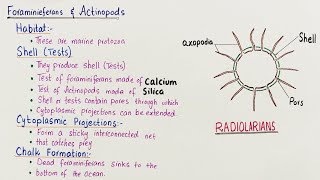 Foraminiforans and actinopods  animal like protists  class 11 visiblescience22 [upl. by Yrrad]