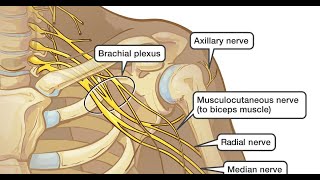 Musculocutaneous nerve amp median nerve [upl. by Nailil]