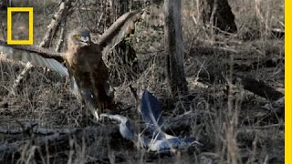 Hungry Eagle vs Venomous Cobra  National Geographic [upl. by Onailime314]