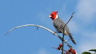 LOS HERMANOS CUESTAS como los pajaros [upl. by Orimlede156]