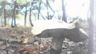 Boletus Edulis  Time lapse [upl. by Aizek]