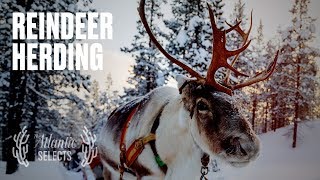 The Adrenaline Rush of Herding Reindeer [upl. by Hynda]