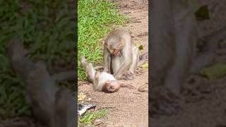 monkey videos monkey videos  monkey funny video  KUNJOOS 293 reactionshorts shortsfeed [upl. by Clapper841]