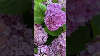 Hydrangea flower looks like wedding bouquet beautiful satisfying flowers youtubeshorts shorts [upl. by Avra]