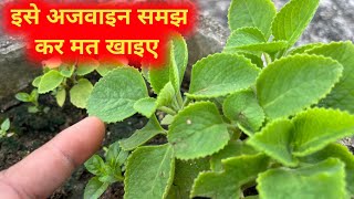 अजवाइन के पौधे का असली सच  Ajwain Plant Complete Information  Medicinal Plant For Infants [upl. by Drofnats477]