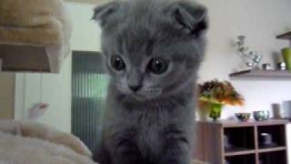 BKH und Scottish Fold Kitten [upl. by Ajat]