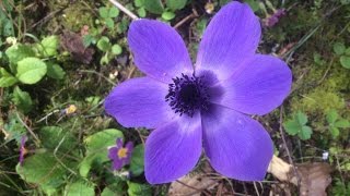 Anémone de Caen ou Anémone des fleuristes Anemone coronaria [upl. by Anikat]