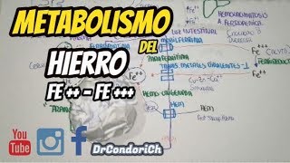 FISIOLOGÍA Metabolismo del Hierro DIGESTIÓN ABSORCIÓN TRANSPORTE Y METABOLISMO completo [upl. by Ahsoj]