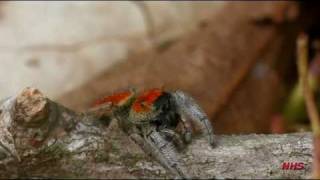 Phidippus whitmani  Jumping Spider [upl. by Seniag]