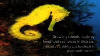 Seahorses Click When Horny  Growl In Distress  Video [upl. by Kumagai948]