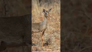 DikDik The Smallest Antelope with a Big Personality [upl. by Nudd]