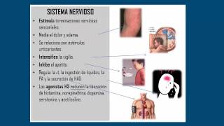 Clase 62  Urticaria  Angioedema [upl. by Fraya]