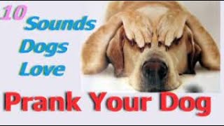 Sounds That Tilt Dogs Head  Sounds Dogs Love Most [upl. by Hagi70]